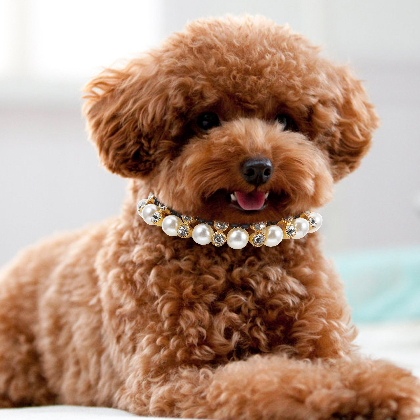 Photography Competition - Premium Lightweight Dog Collar with Pearl